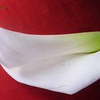 Calla