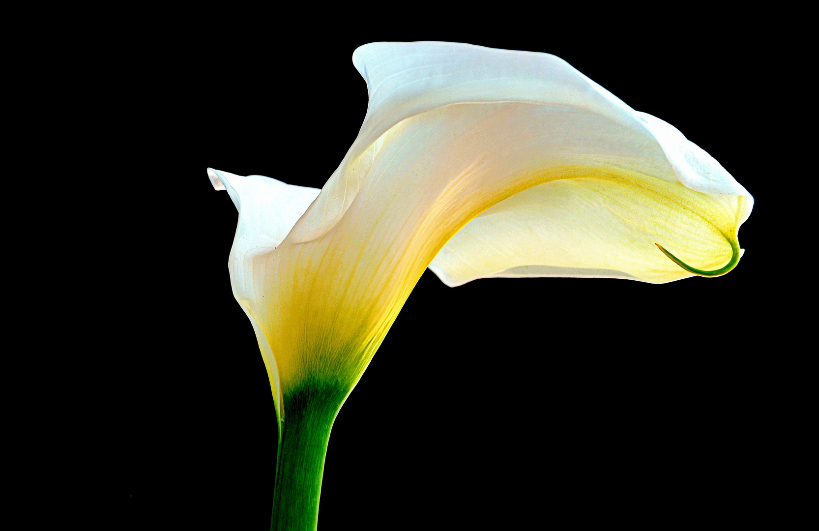 Calla