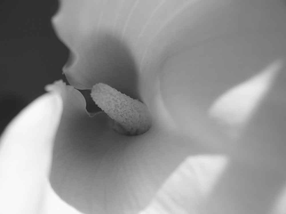 Calla