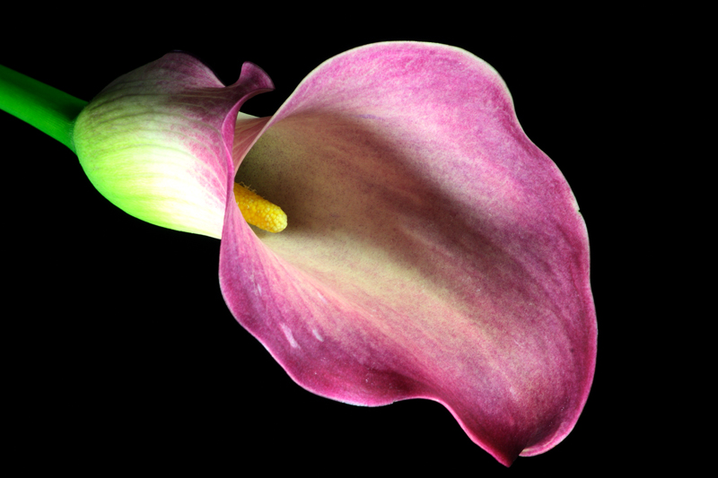 Calla