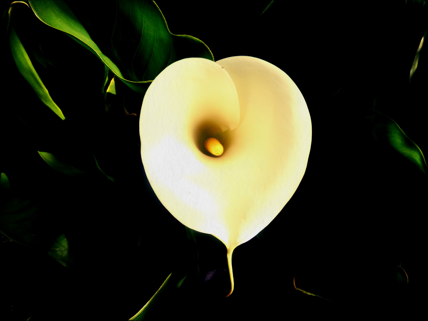 Calla