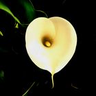 Calla