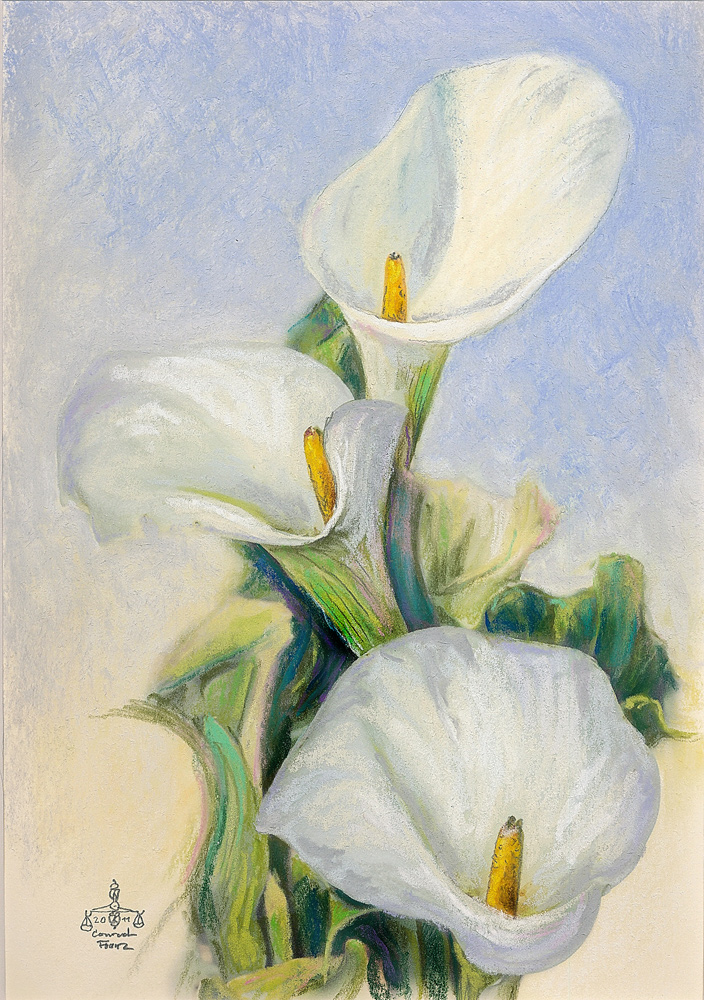 Calla