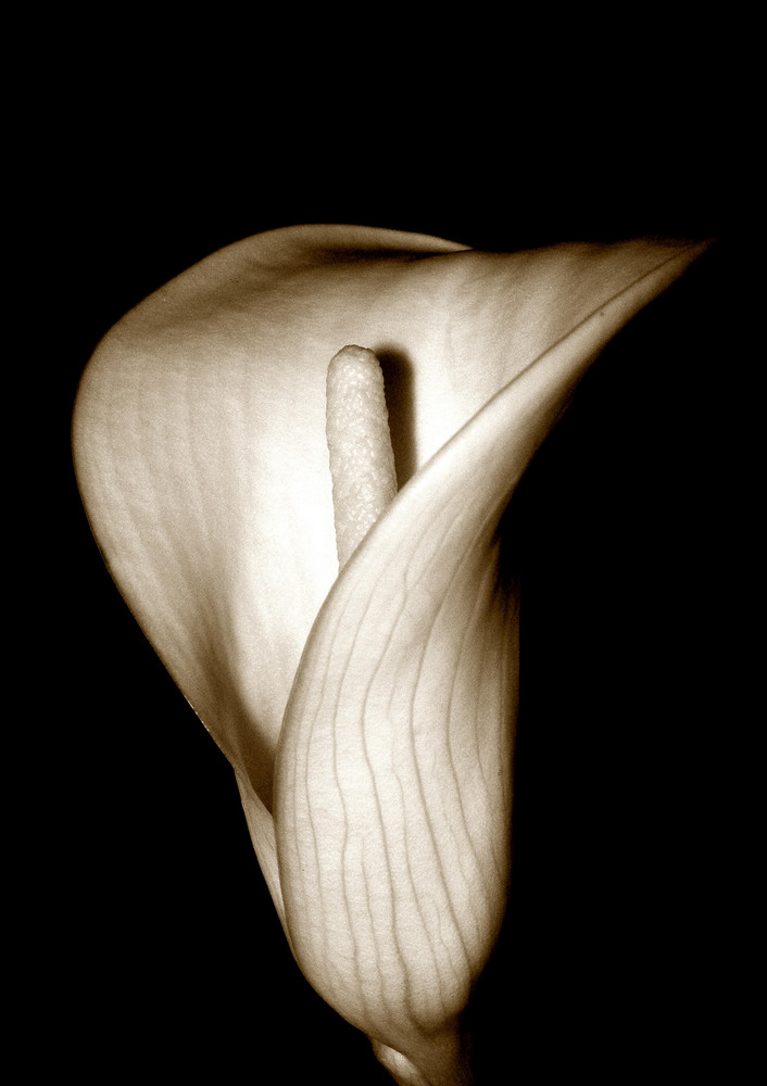 Calla