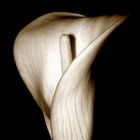 Calla