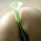 Calla