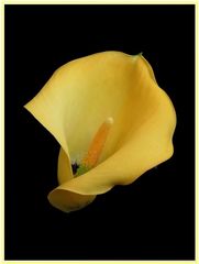 Calla