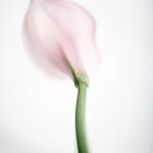 Calla