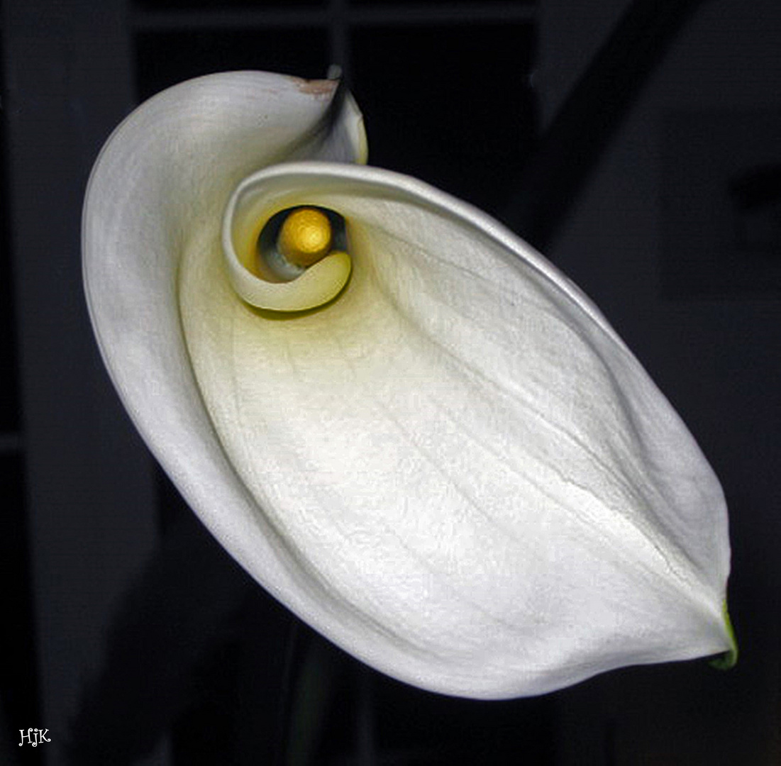 Calla 