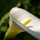 calla