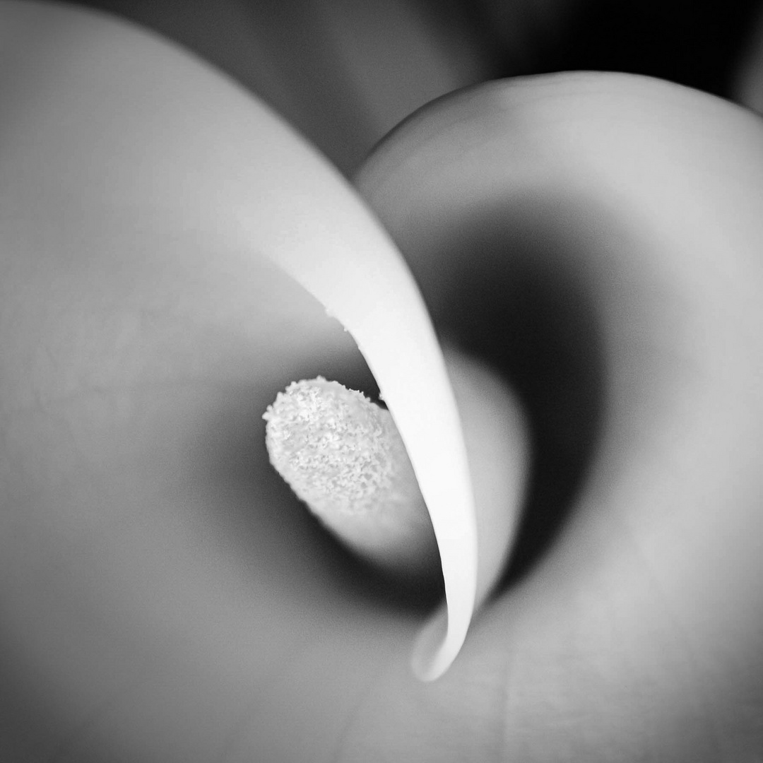 .. Calla .........