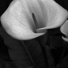 calla