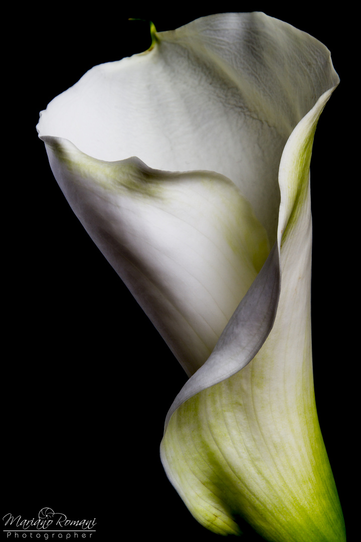 Calla