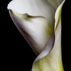 Calla