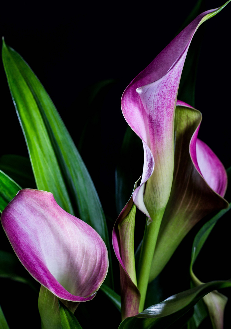 Calla