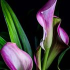 Calla