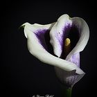 Calla