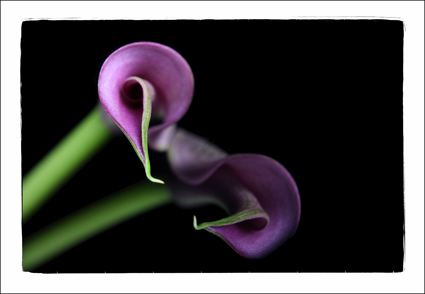 Calla