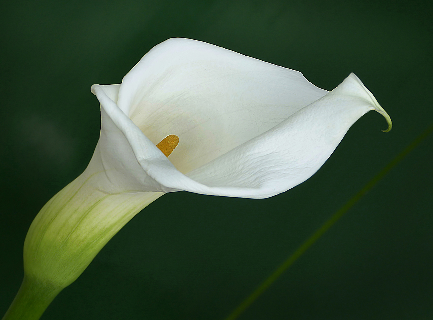 Calla