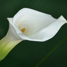 Calla