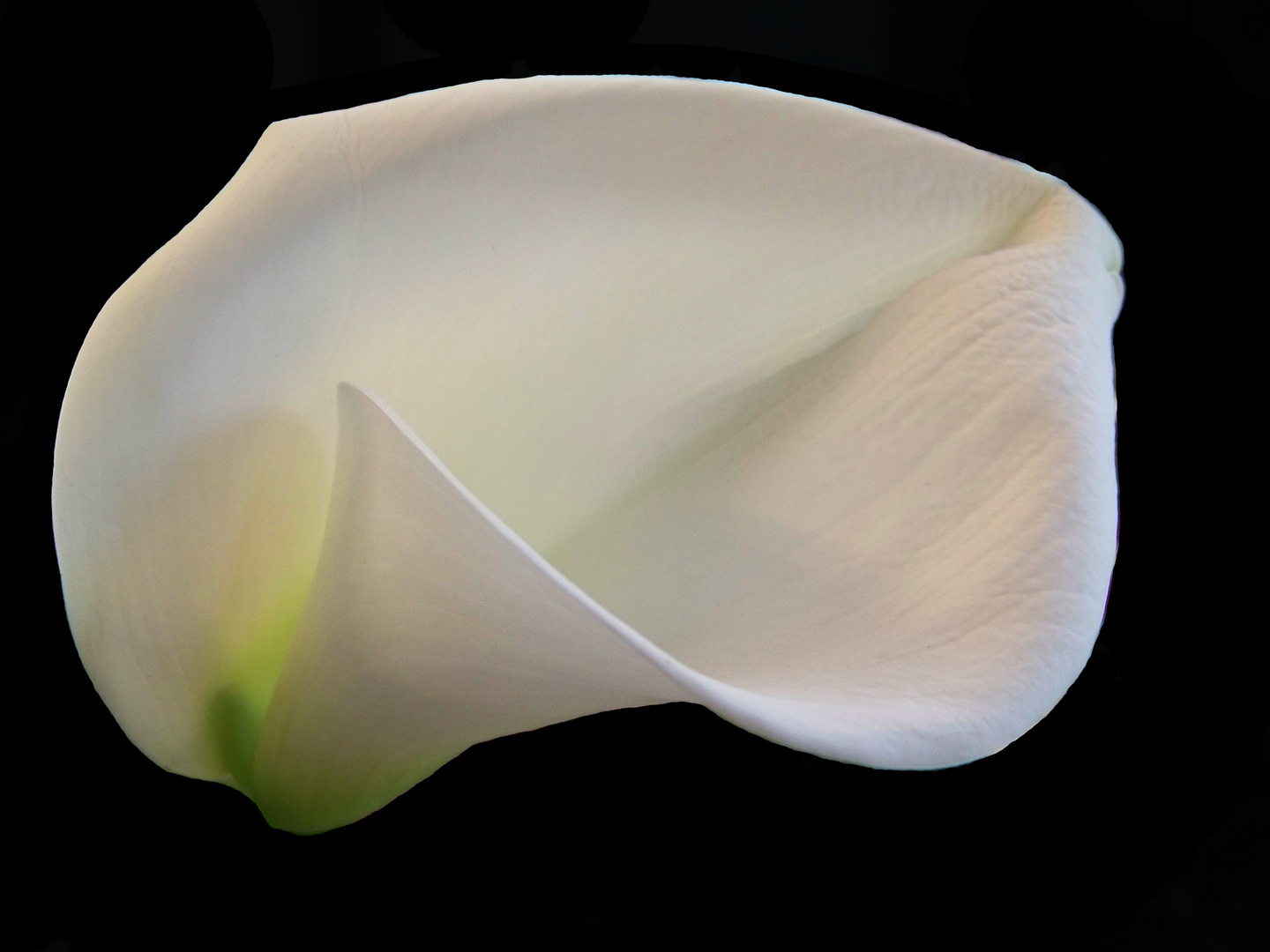 calla