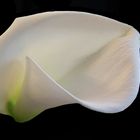 calla