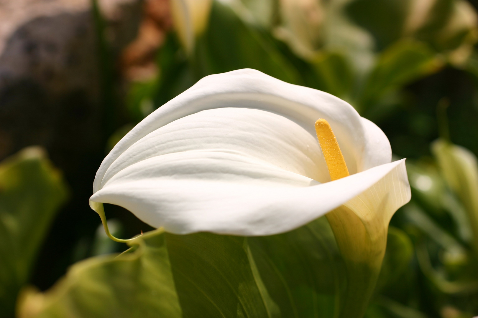 Calla am Straßenrand in Lagos ( Portugal)