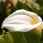 Calla am Straßenrand in Lagos ( Portugal)