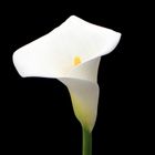 calla aperta