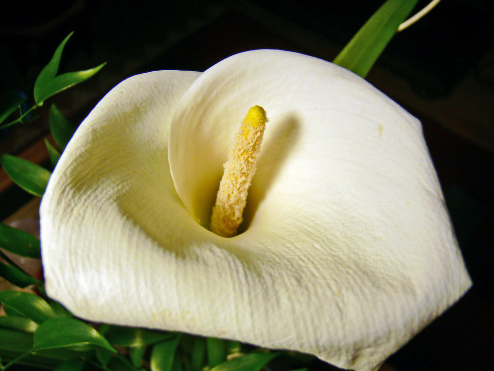 Calla appetitlich