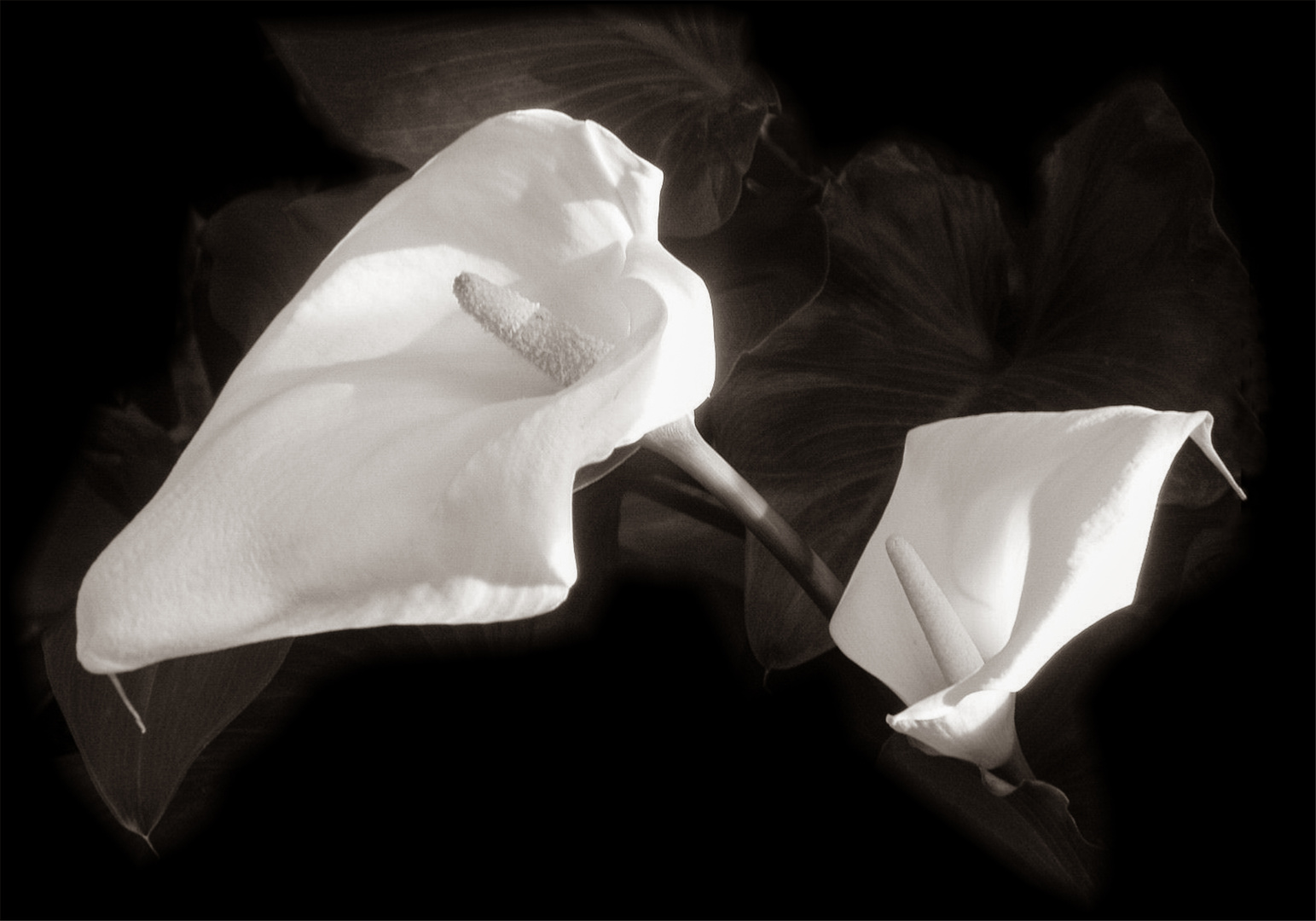 Calla, Aronkelch Zantedeschia aethiopica