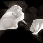 Calla, Aronkelch Zantedeschia aethiopica