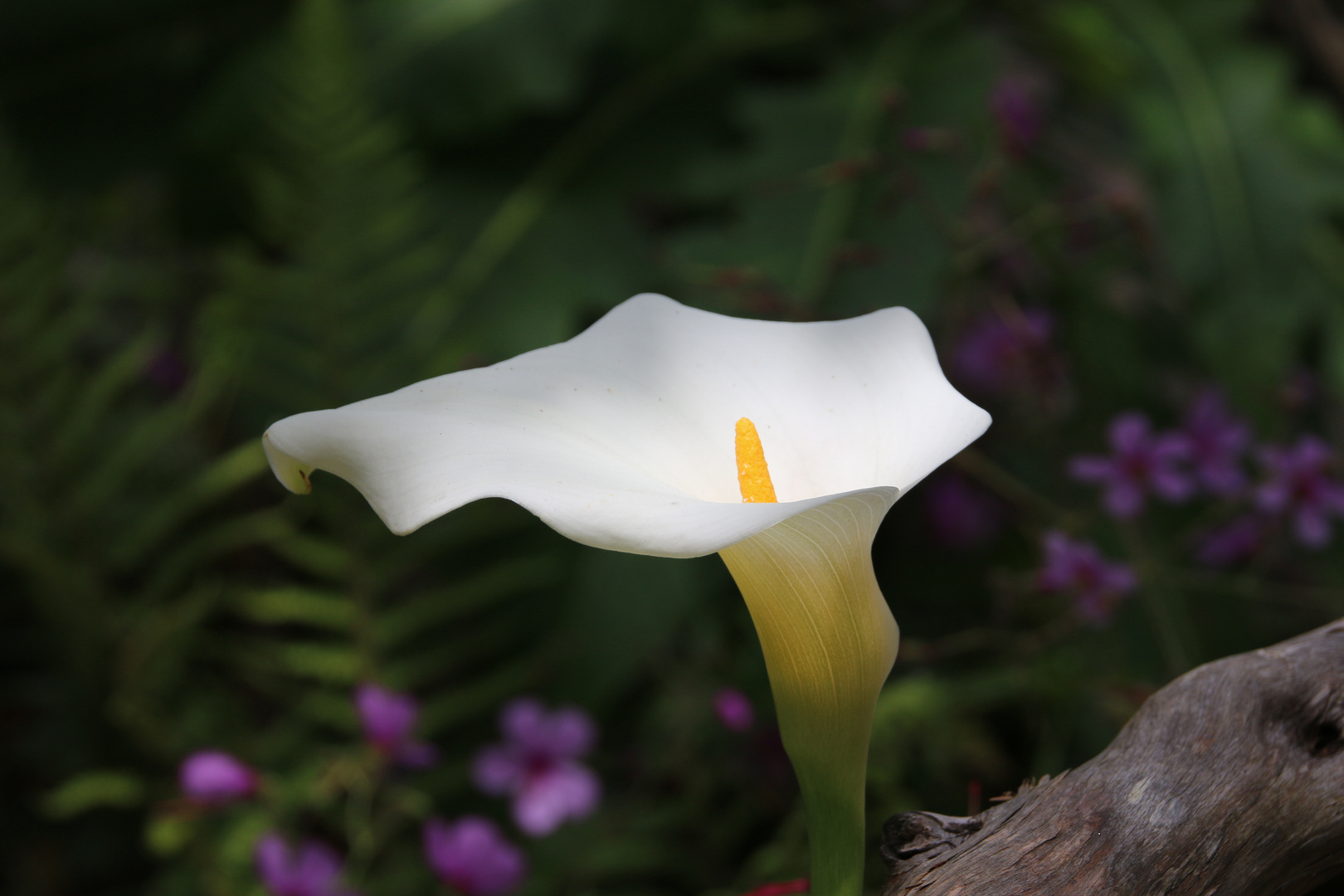 Calla auf der Blumeninsel Madeira