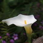 Calla auf der Blumeninsel Madeira