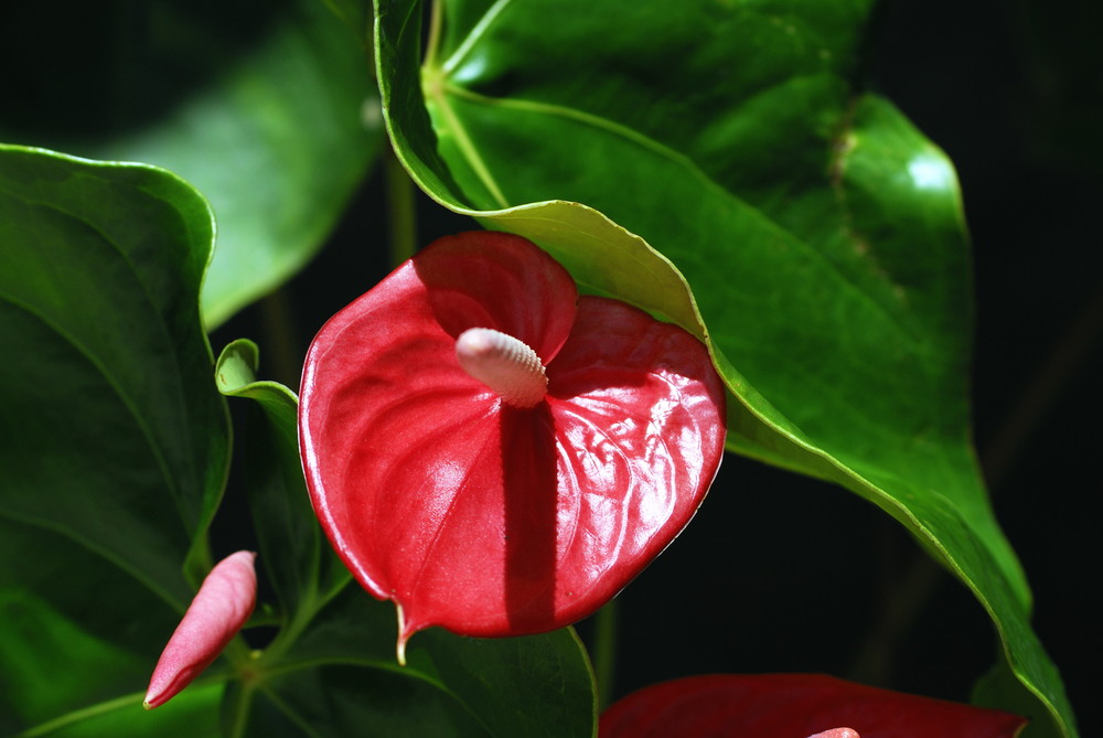 Calla auf Ilha Grande