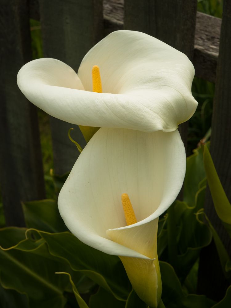 Calla