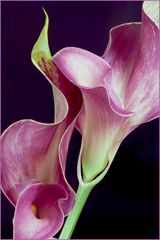 Calla