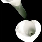 calla