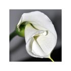 Calla