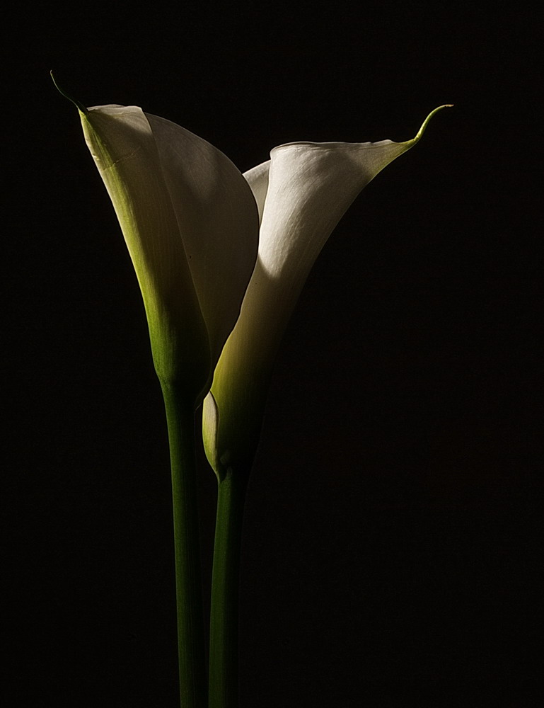 calla