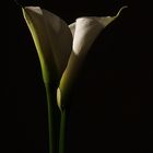 calla