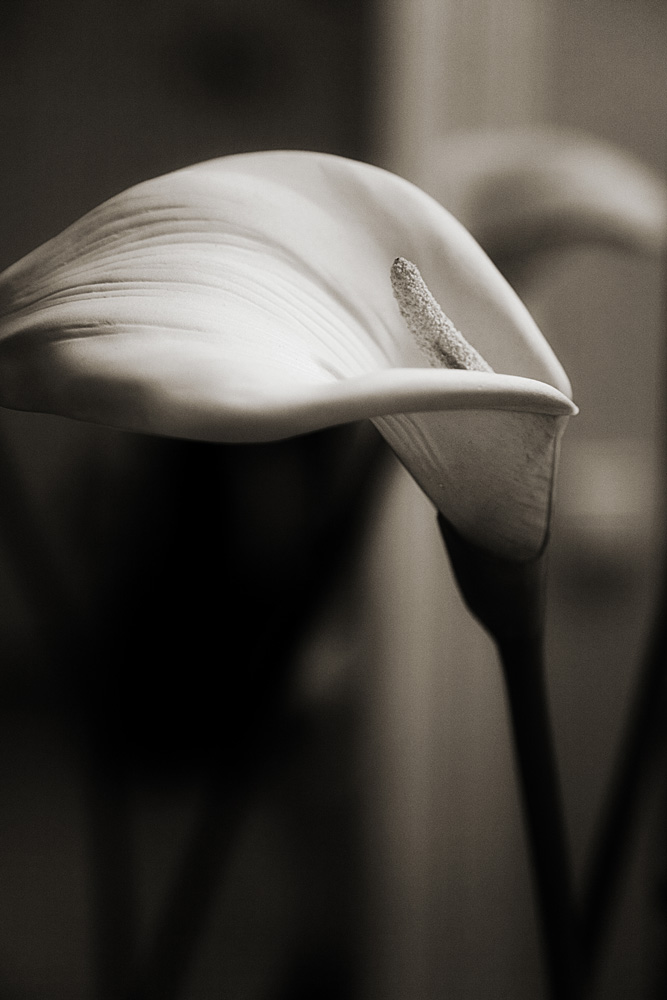 Calla