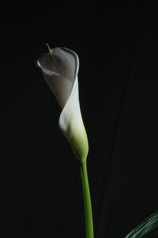 Calla