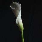 Calla