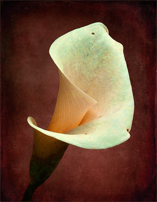 Calla