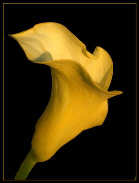 Calla