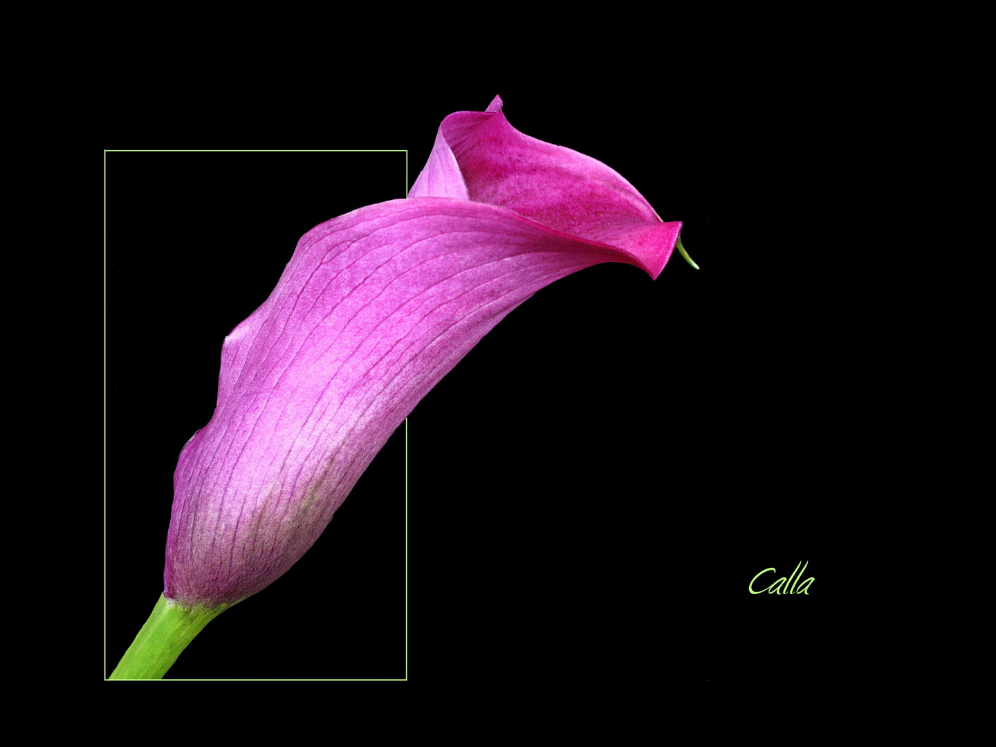 Calla