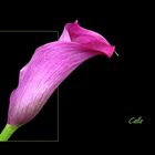 Calla