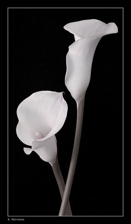 Calla