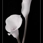 Calla